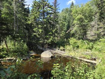 Brook within a mature mixedwood forest