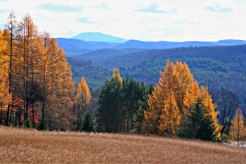 European larch trees frame the view of Mount Ascutney. Photo courtesy Ed Sharron.