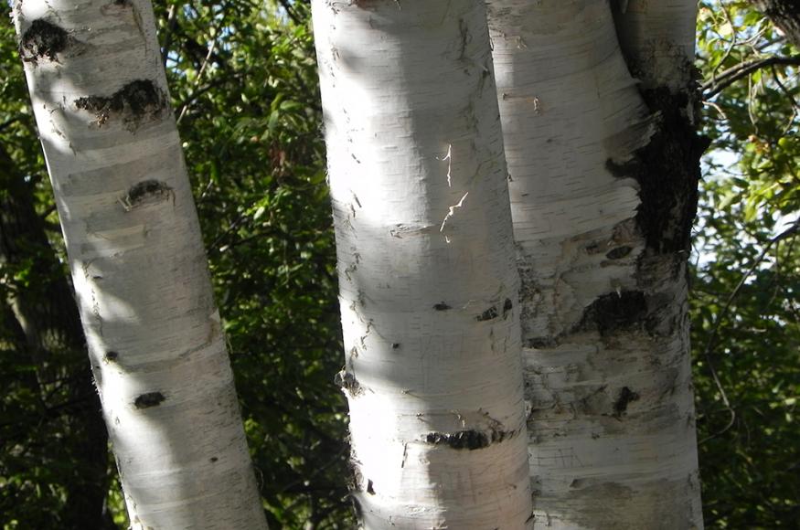 trees