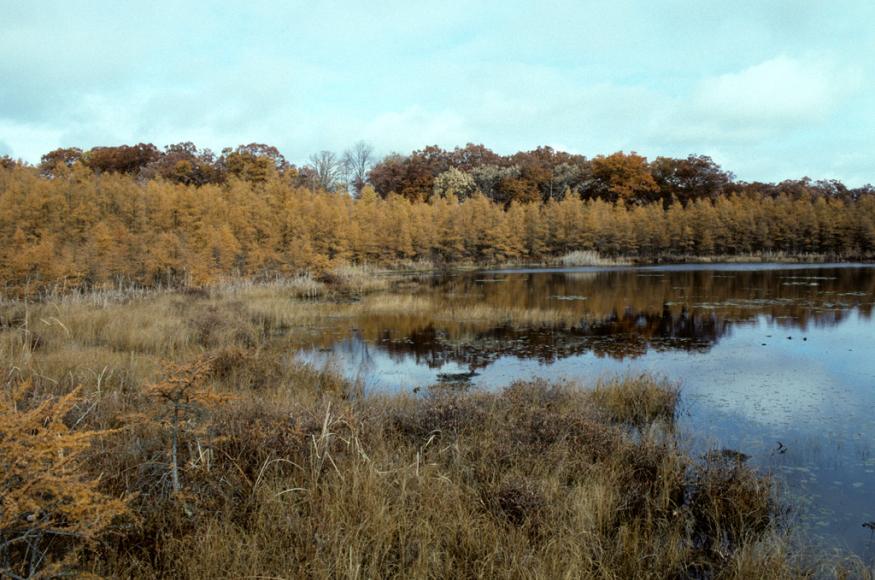 Beulah Bog (WI DNR)