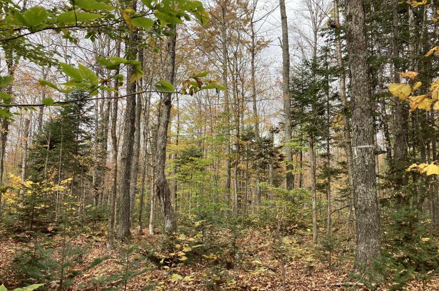 Small forest gap around crop tree in Northern hardwood forest