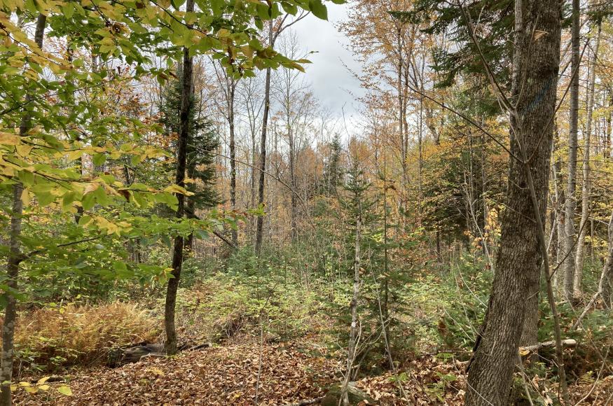 Larger gap in the forest canopy recovering a few years after harvest.