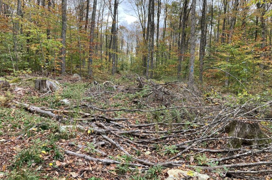 Wood slash left on the forest floor after a timber harvest