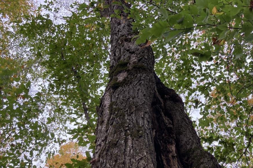 Old tree with cavity