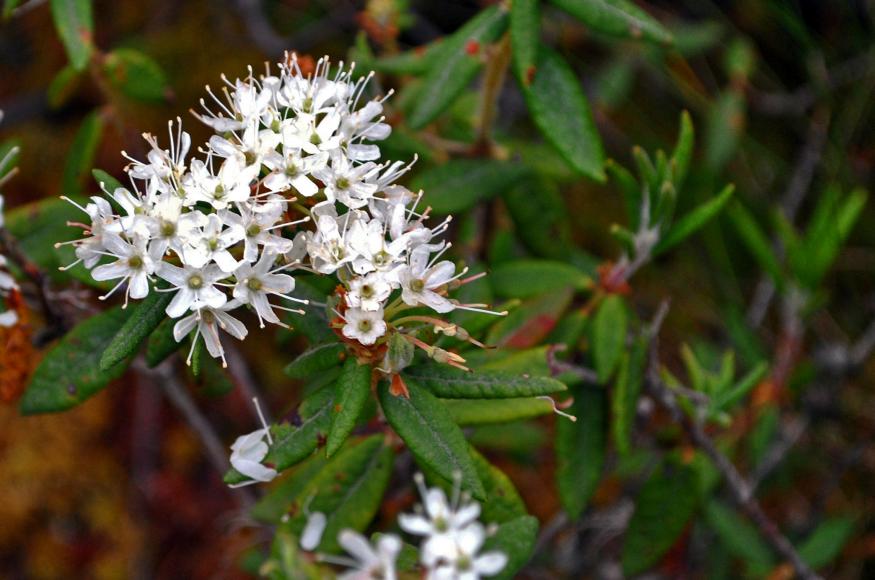 Labrador Tea by Aaron Carlson