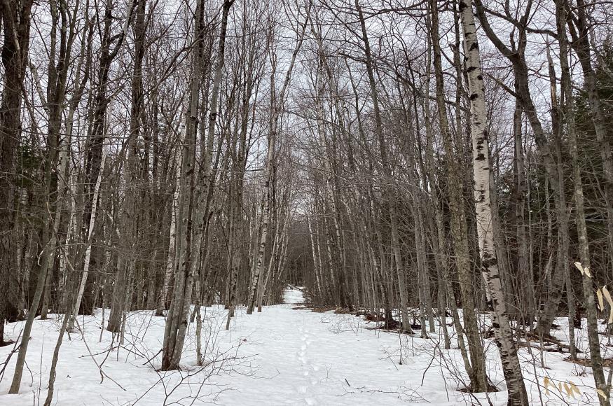 Aspen-birch stand