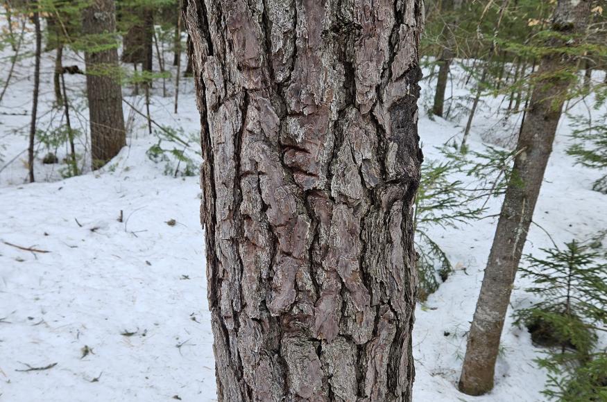 Bear claw marks on pitch pine