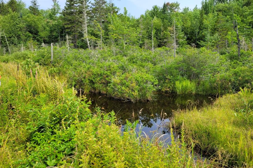 Beaver Pond