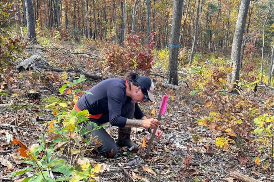 A researcher measures a planted seedling in an opening in a northern hardwoods forest.