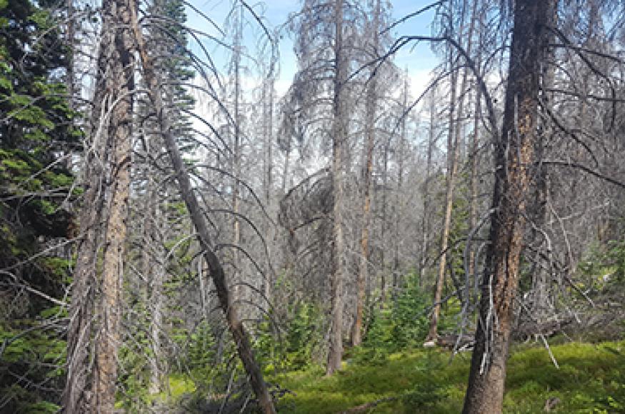Beetle kill in the CSF. Photo Credit: CSFS, State Forest Field Office. Photo Credit: Courtney Peterson, Colorado State University.
