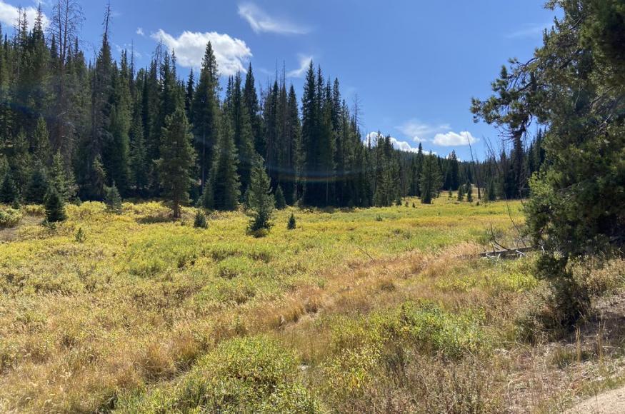 View of minimal tree stands in CSF. Photo Credit: Courtney Peterson, Colorado State University.