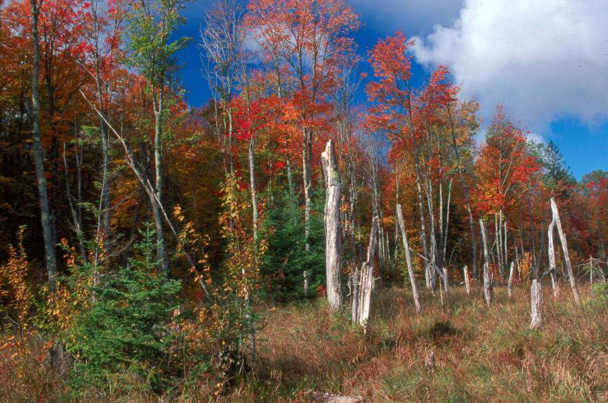 Fall color at the Caroline Lake SNA. Photo credit: Robert Kleppin.
