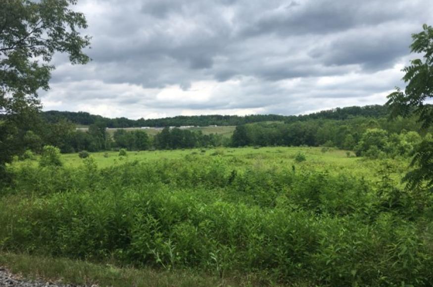 Riparian area
