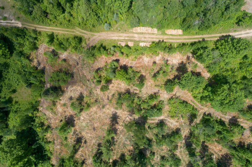 Overhead photo of a 140-acre harvest in mixed northern hardwoods. 