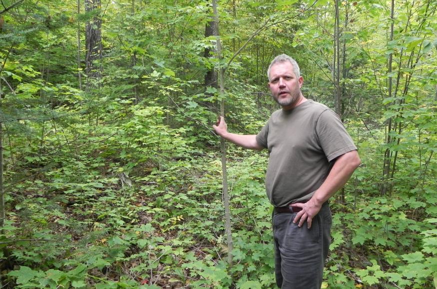 John Rajala in another area of thinned and pruned crop trees. 