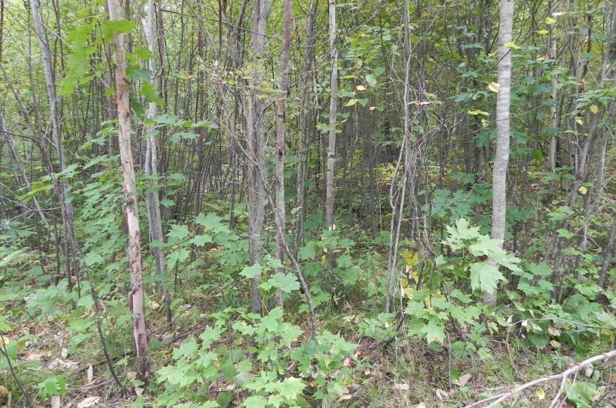 An area of dense hardwood regeneration before thinning. 