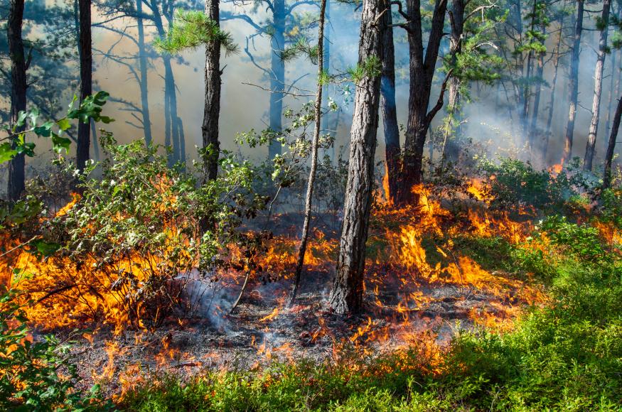 Prescribed fire moving across forest floor