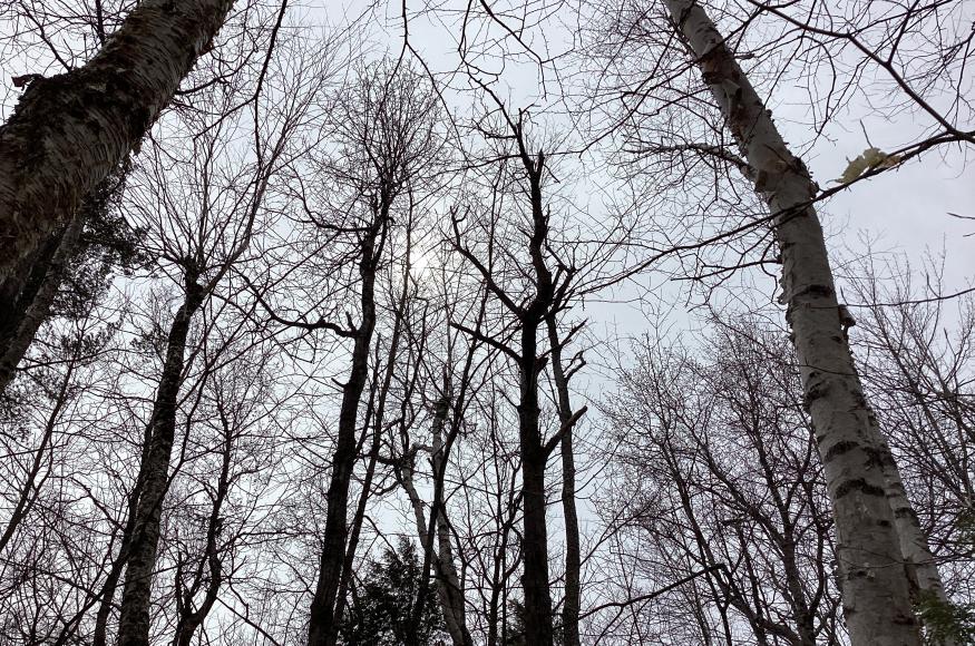 Senescent aspen