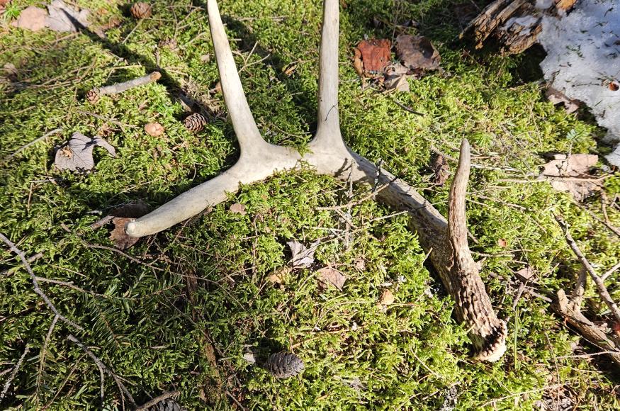 Deer shed