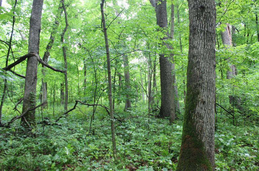 Driftless Area forest. Photo Credit: Courtney Peterson, Colorado State University.