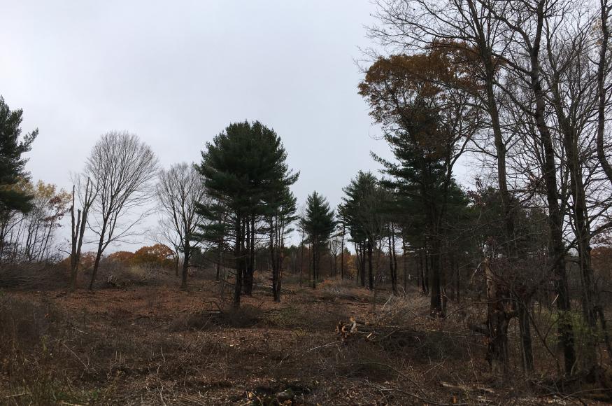 an open area with trees