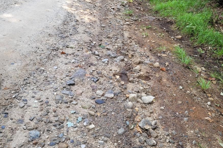 Forest road with erosion on the shoulder