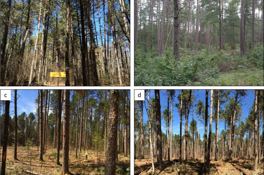 Panel of photos showing four treatments on Cutfoot EF in MN, a) no-action control, b) resistance, c) resilience (with gap on left-hand side of photo, thinned matrix on right-hand side), and d) transition treatments. (Photos courtesy of Molly Roske and Eli Sagor)