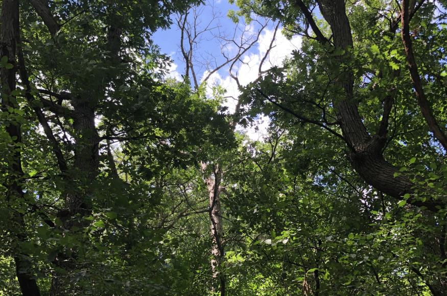 Dead white oak in Ford Park