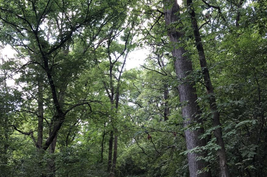Oak forest in Ford Park