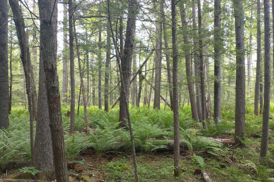 Forested hemlock-spruce wetland at Pine Hill