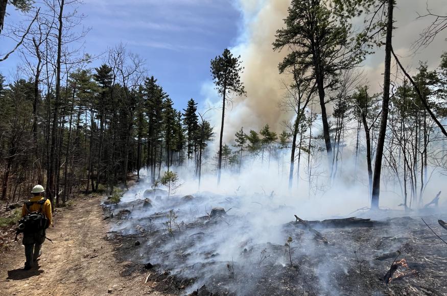 Smoke rising from a prescribed fire in the woods