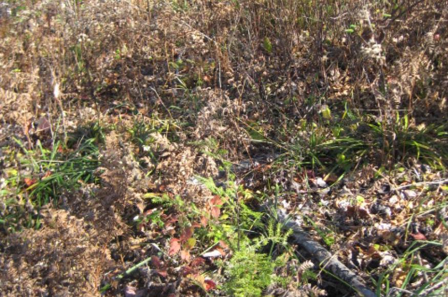 A planted hemlock seedling on the Nelson's property. 