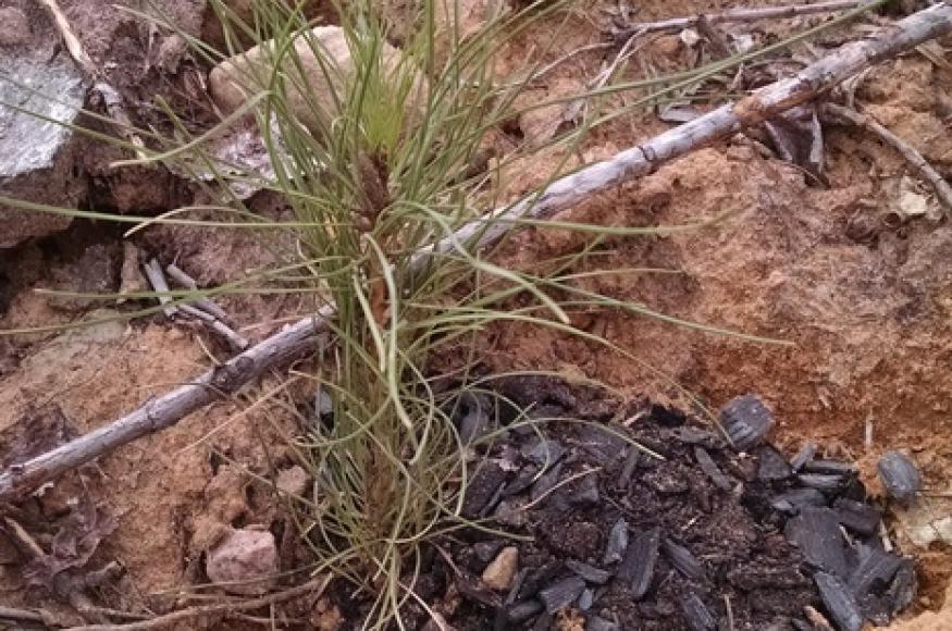 A red pine seedling planted with a biochar soil amendment. 