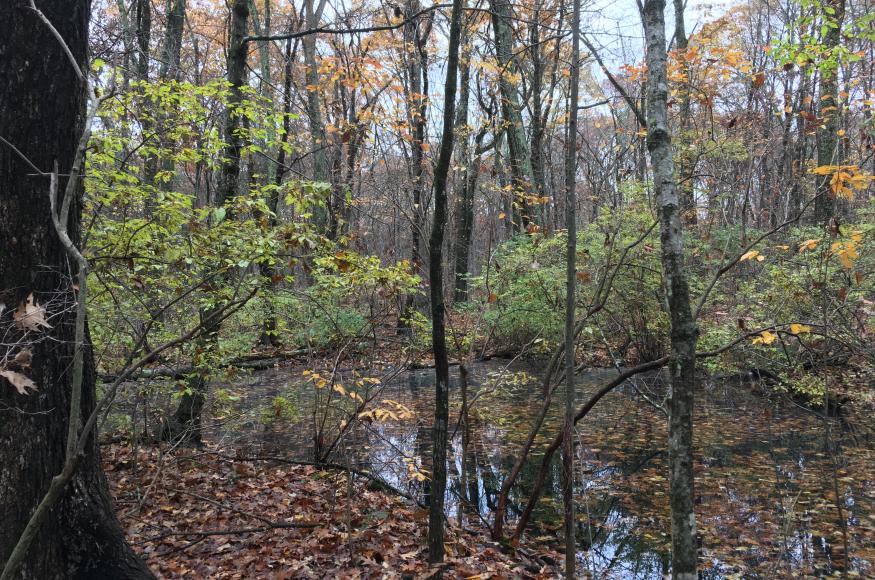 forest