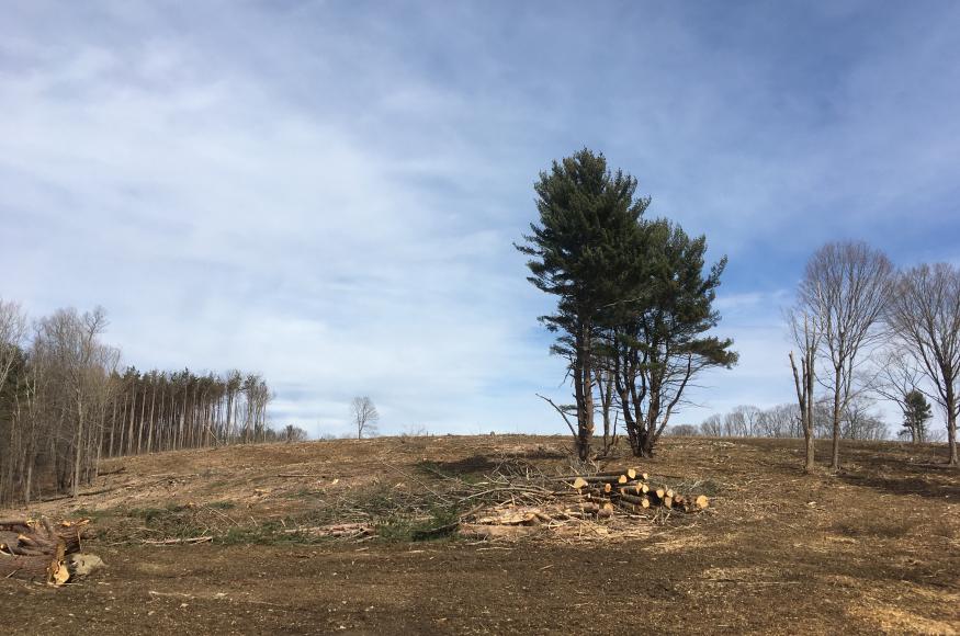 Forest harvest at Elm Hill Forest