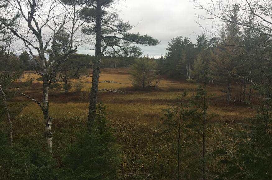 Wooded wetland area at Apostle Islands Nat. Lakeshore. Image: P. Burkman.