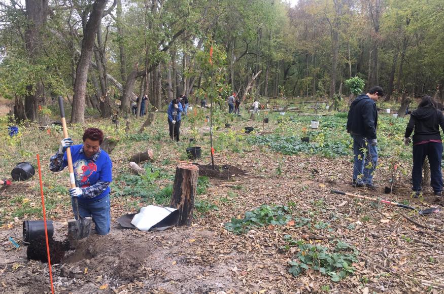 lots of tree planting
