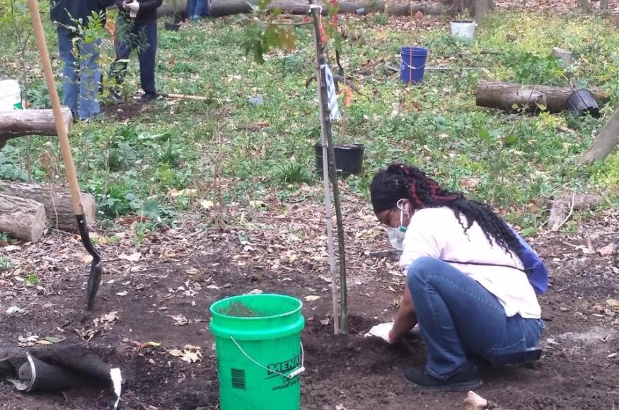 planting trees