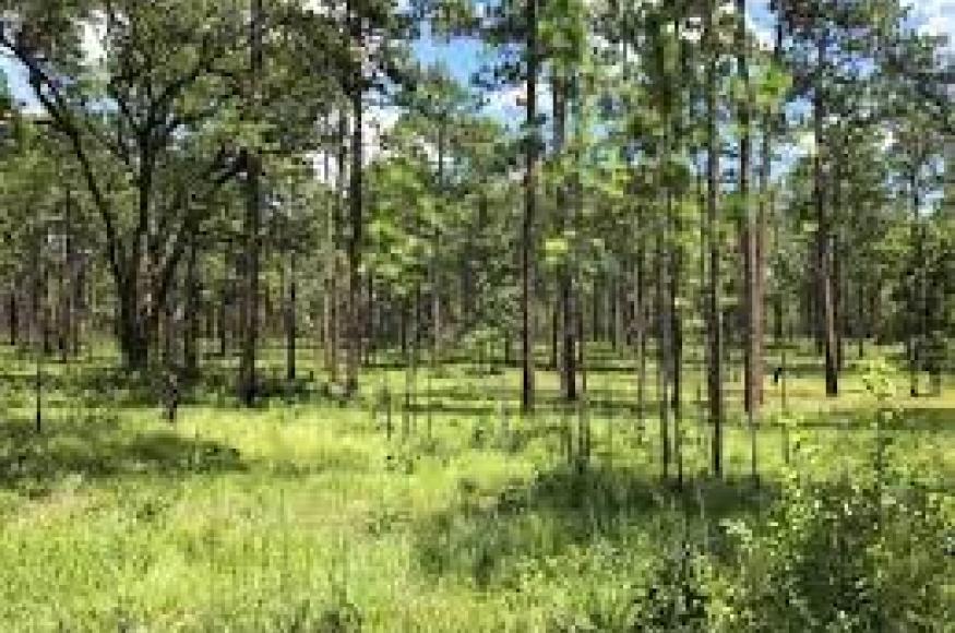 Photo of forest understory