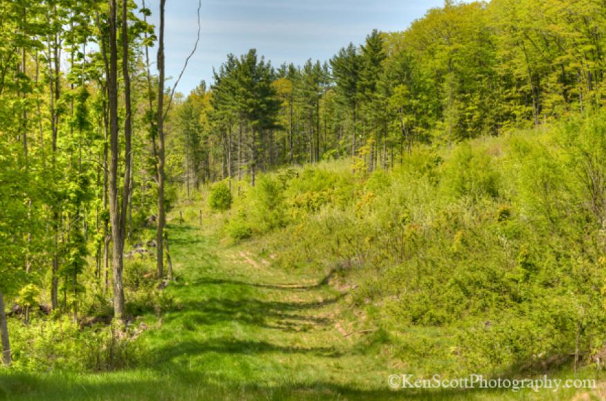 A managed aspen stand regenerating with aspen, black locust, black cherry, and oaks. Photo credit: Ken Scott Photography.