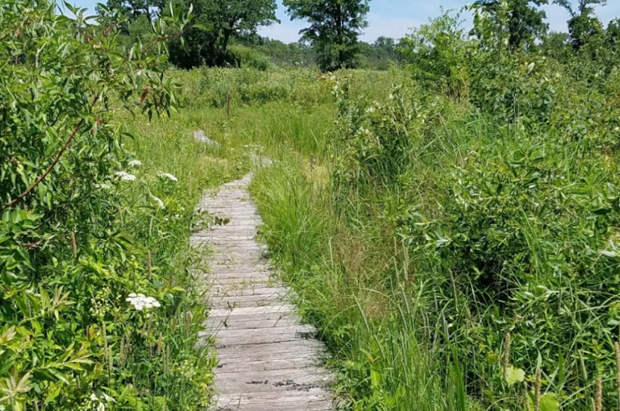 Trail with wood boardwalk in the center surrounded by green bushes