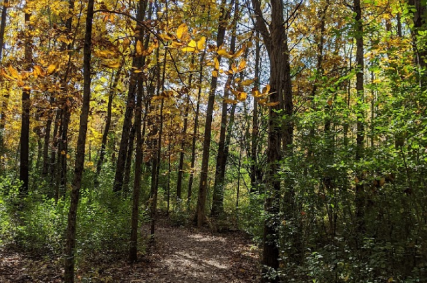 heavily wooded trail with trees casting shadows, green and yellow leaves