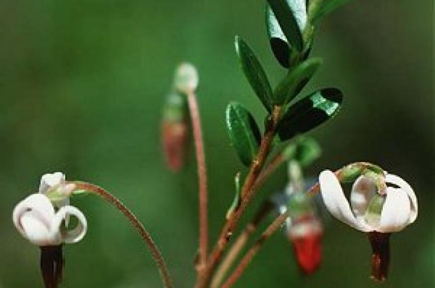Large cranberry (Robert R. Kowal)