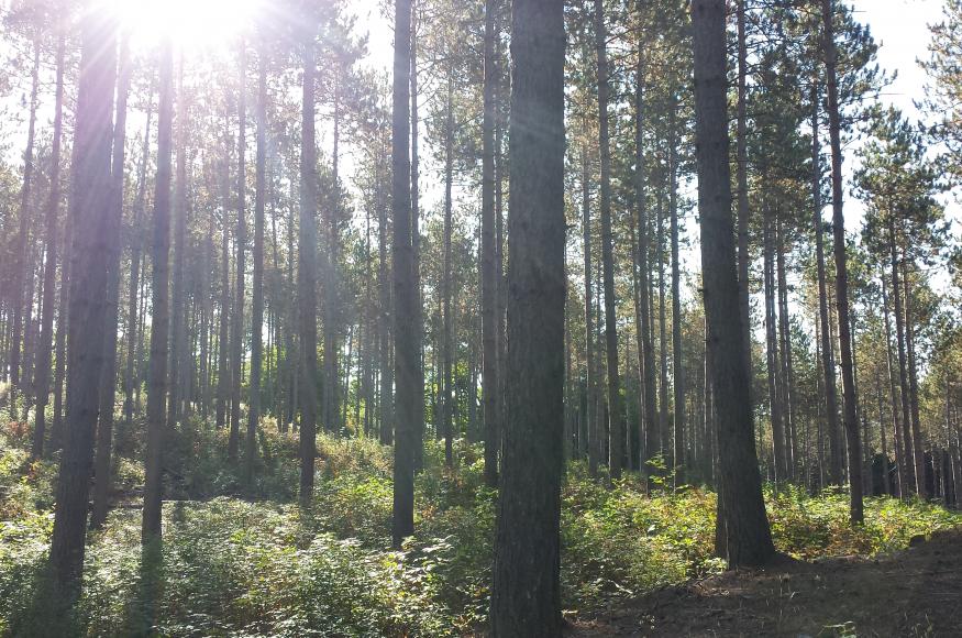 trees