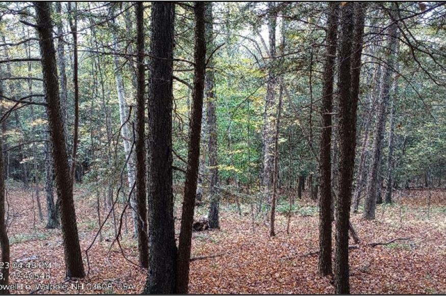 Young hemlock-mixed woods in the Skofield Forest