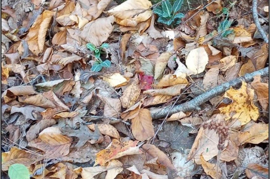 Rattlesnake plantain in the Skofield Forest