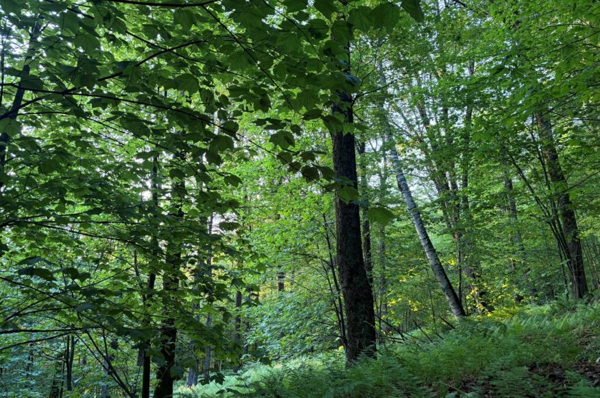 A closed-canopy hardwood forest stand