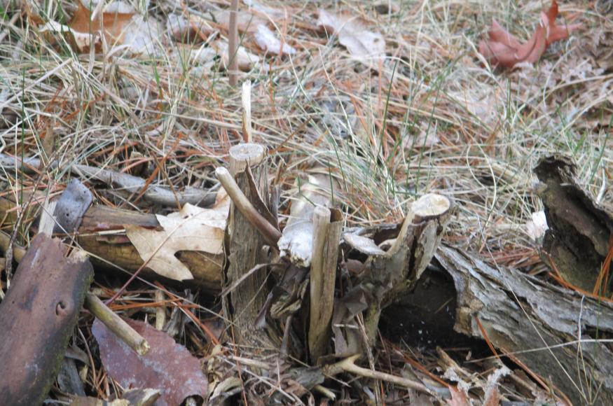 stumps from autumn-olive that was cut and treated with herbicide
