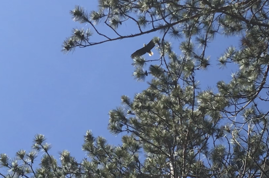 bald eagle utilizing Manistee Conservation District’s 40-acre parcel