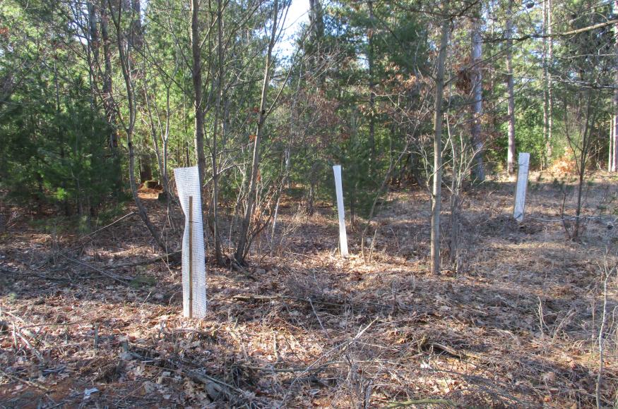 planted black cherry, oak, and red maple, with 5-feet tall tree tubes for browse protection